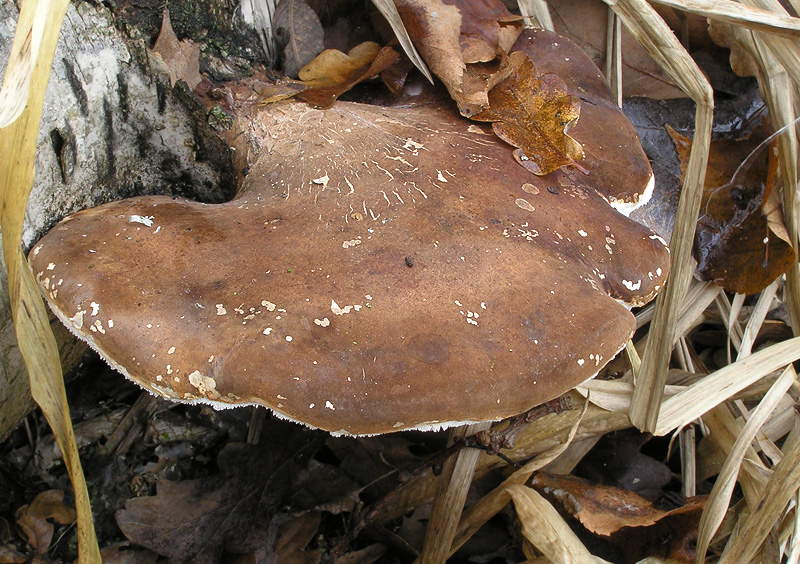 Piptoporus betulinus